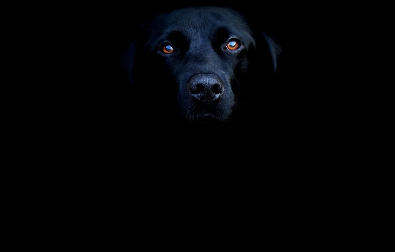 Фото обои dark, black, eyes, dog