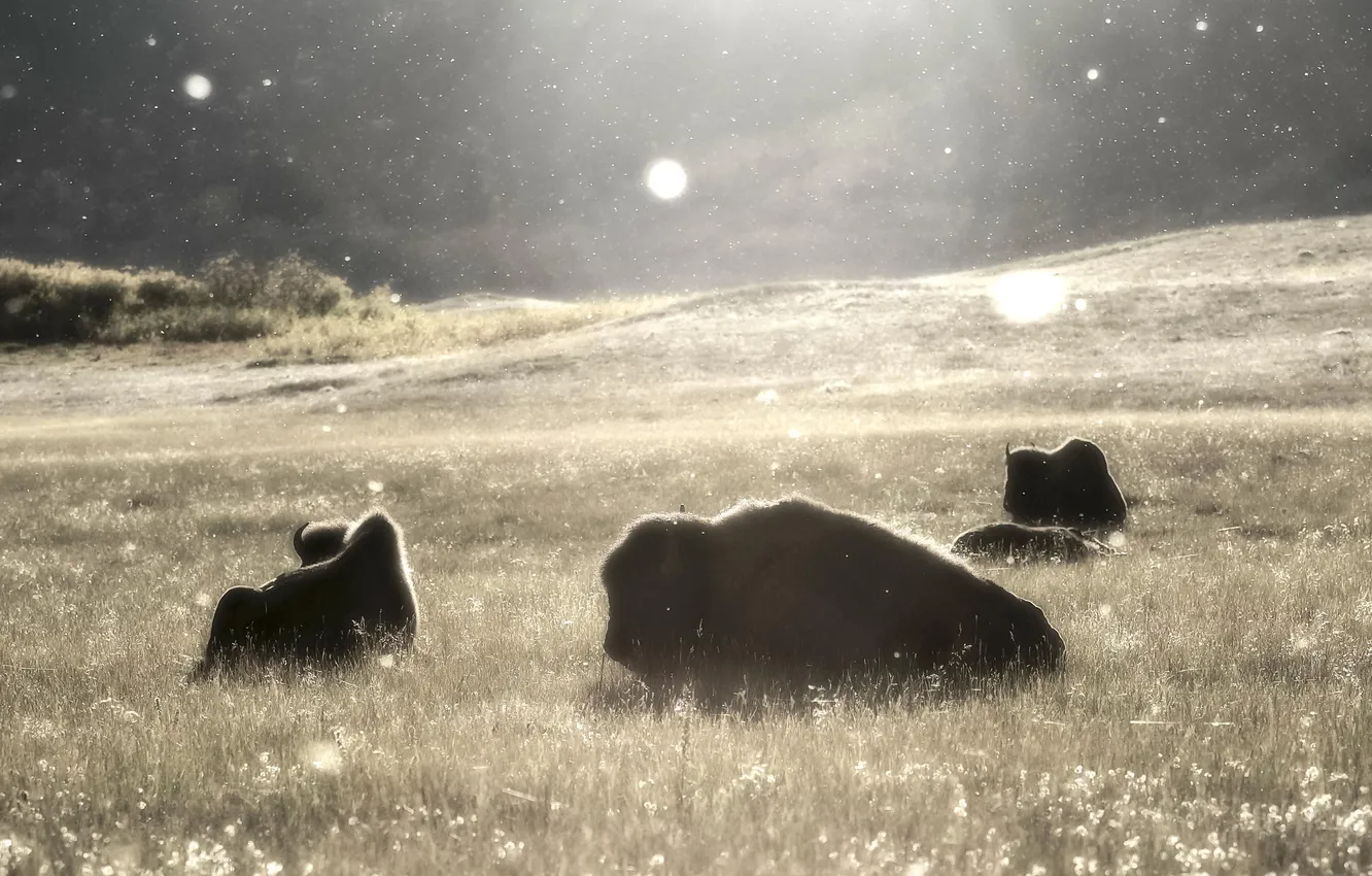 Фото обои поле, животные, лето, бизоны