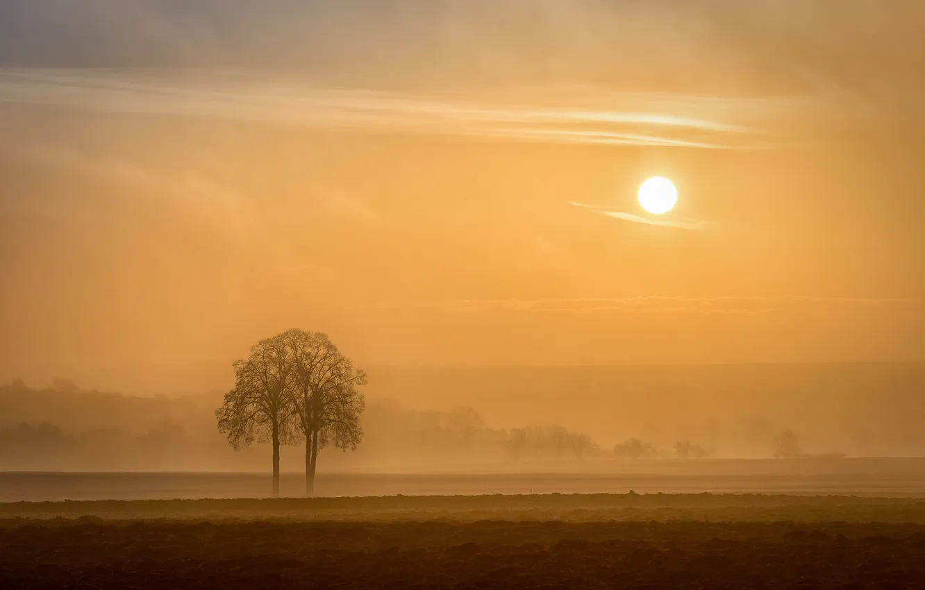 Фото обои поле, солнце, деревья, туман, утро