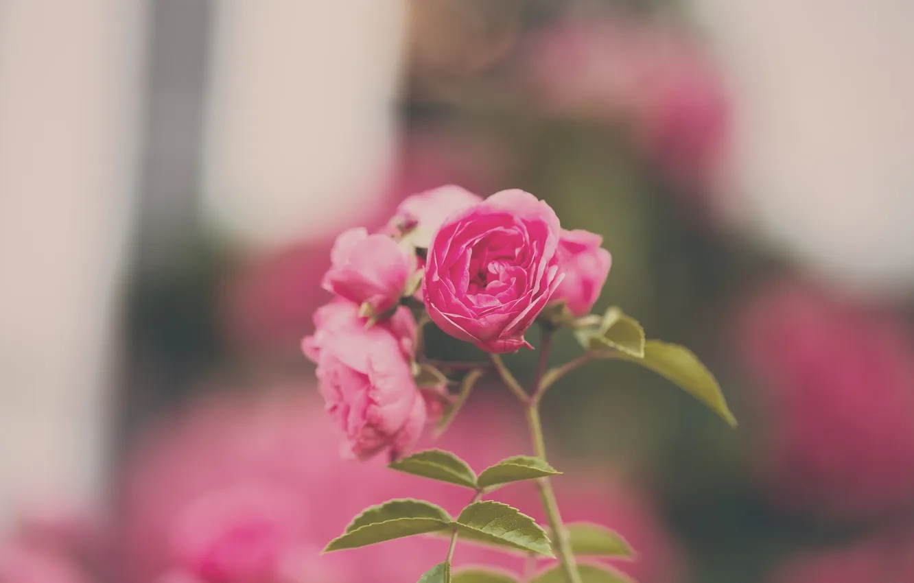 Фото обои цветы, роза, лепестки, розовые