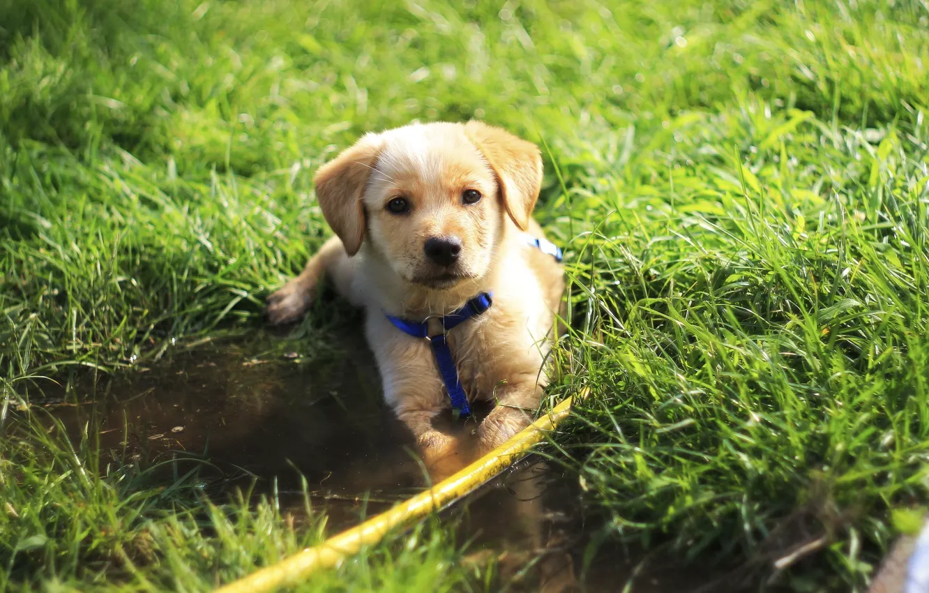 Фото обои трава, зеленый, green, собака, милый, grass, dog, cute