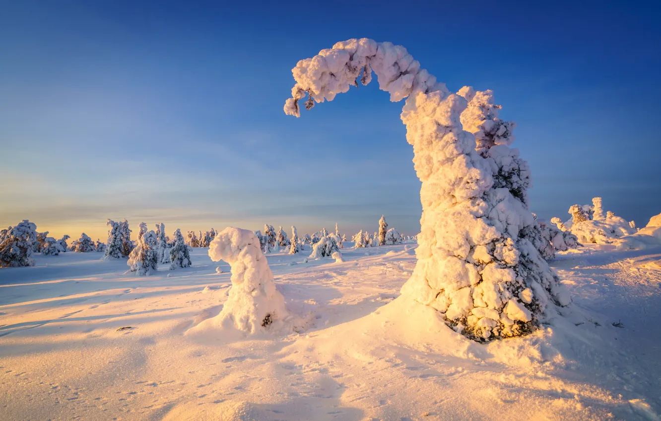 Фото обои зима, иней, лес, небо, свет, снег, деревья, природа