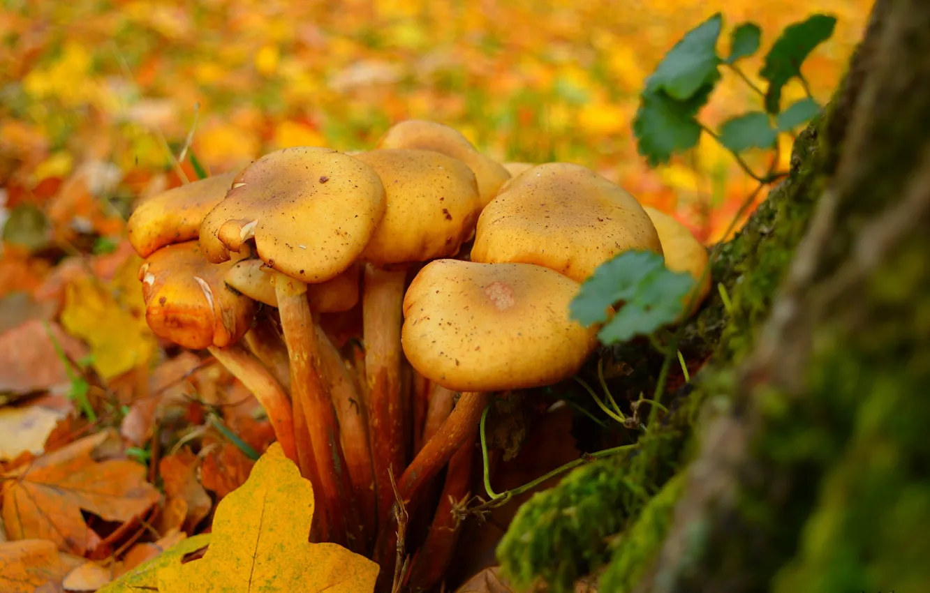 Фото обои Осень, Грибы, Fall, Листва, Autumn, Leaves, Mushrooms
