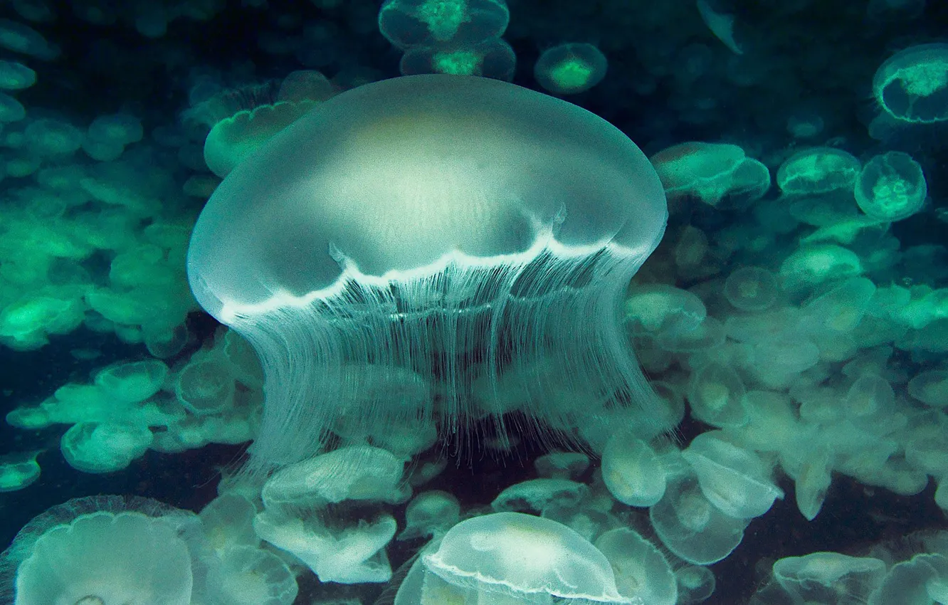 Фото обои МОРЕ, ВОДА, МЕДУЗА, ЩУПАЛЬЦЫ, КОЛИЧЕСТВО, ПОДВОДНЫЙ МИР