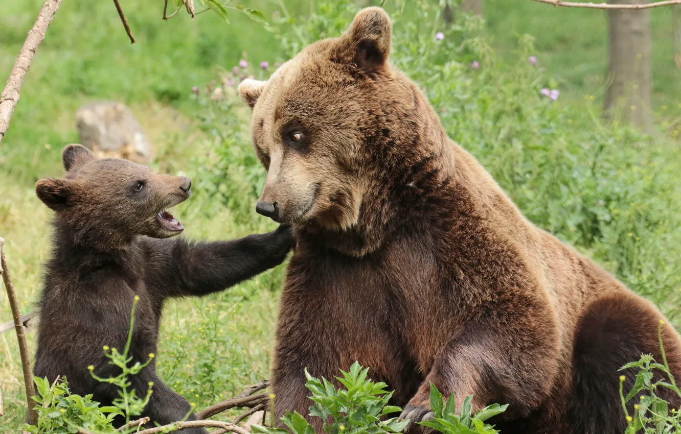 Фото обои медведи, медвежонок, детёныш, медведица