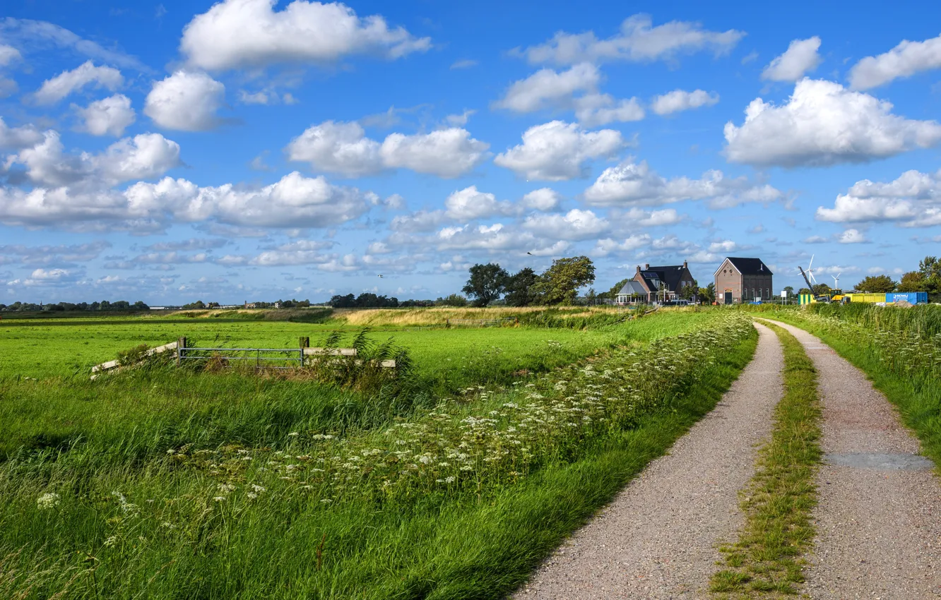 Фото обои дорога, зелень, поле, небо, трава, облака, деревья, птицы