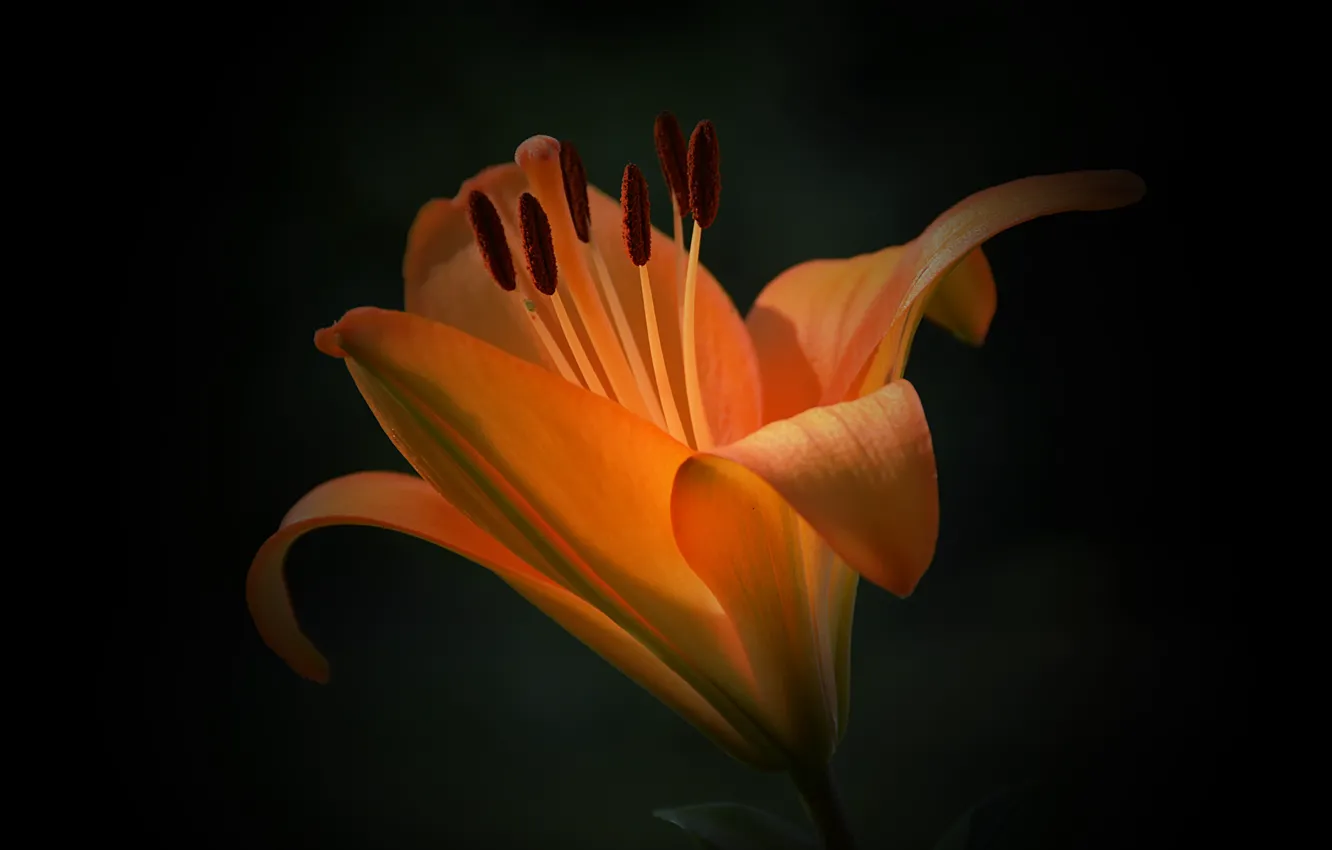 Фото обои Макро, Лилия, Фон, Lily, Macro, Orange flower