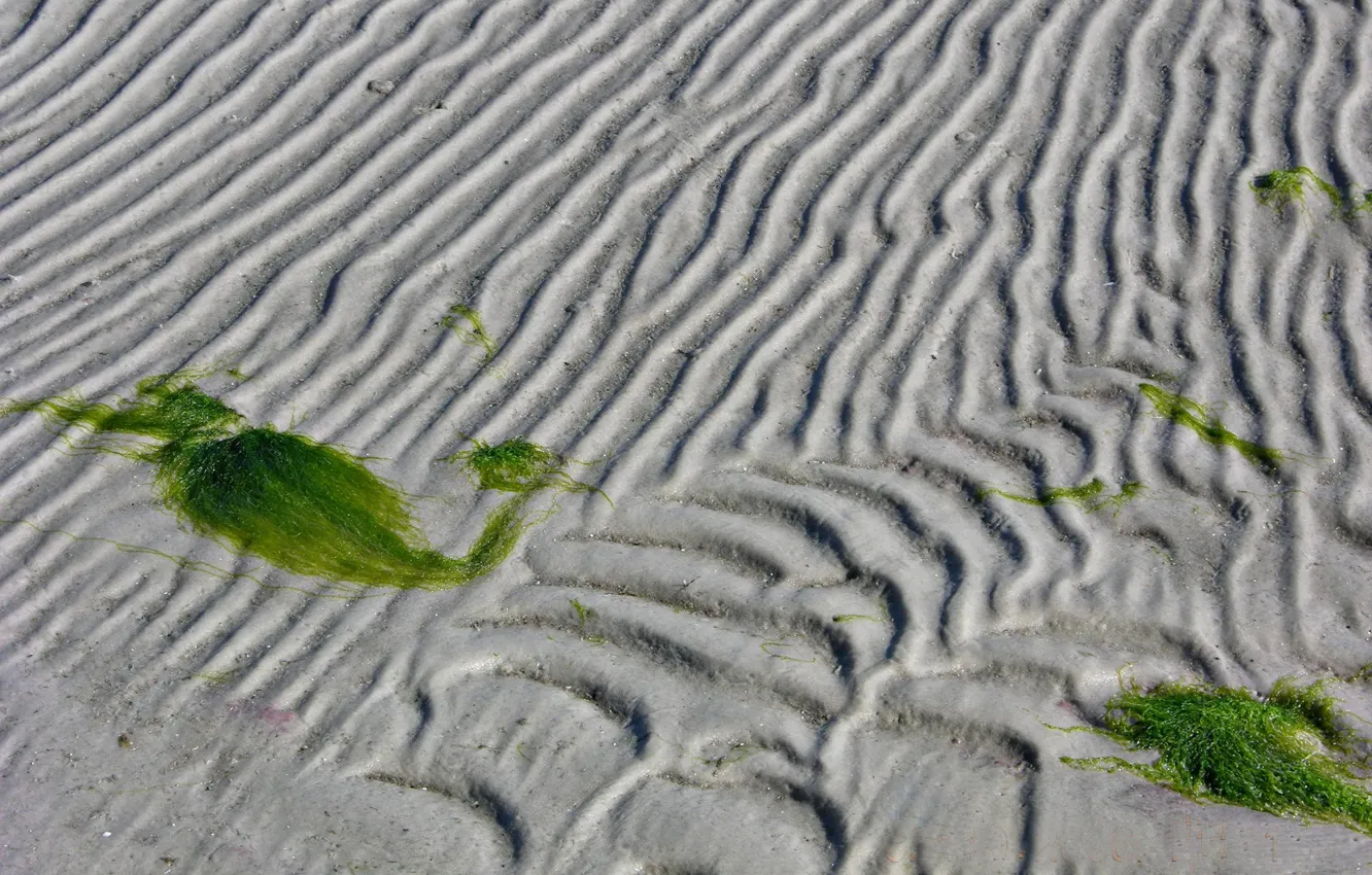 Фото обои песок, линии, водоросли