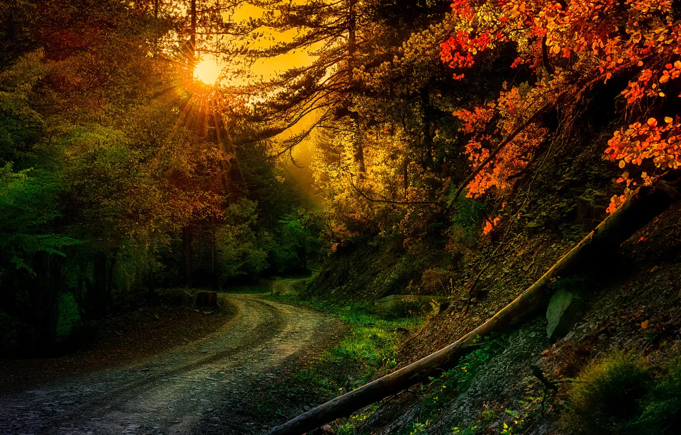 Фото обои дорога, лучи, деревья, природа, поворот