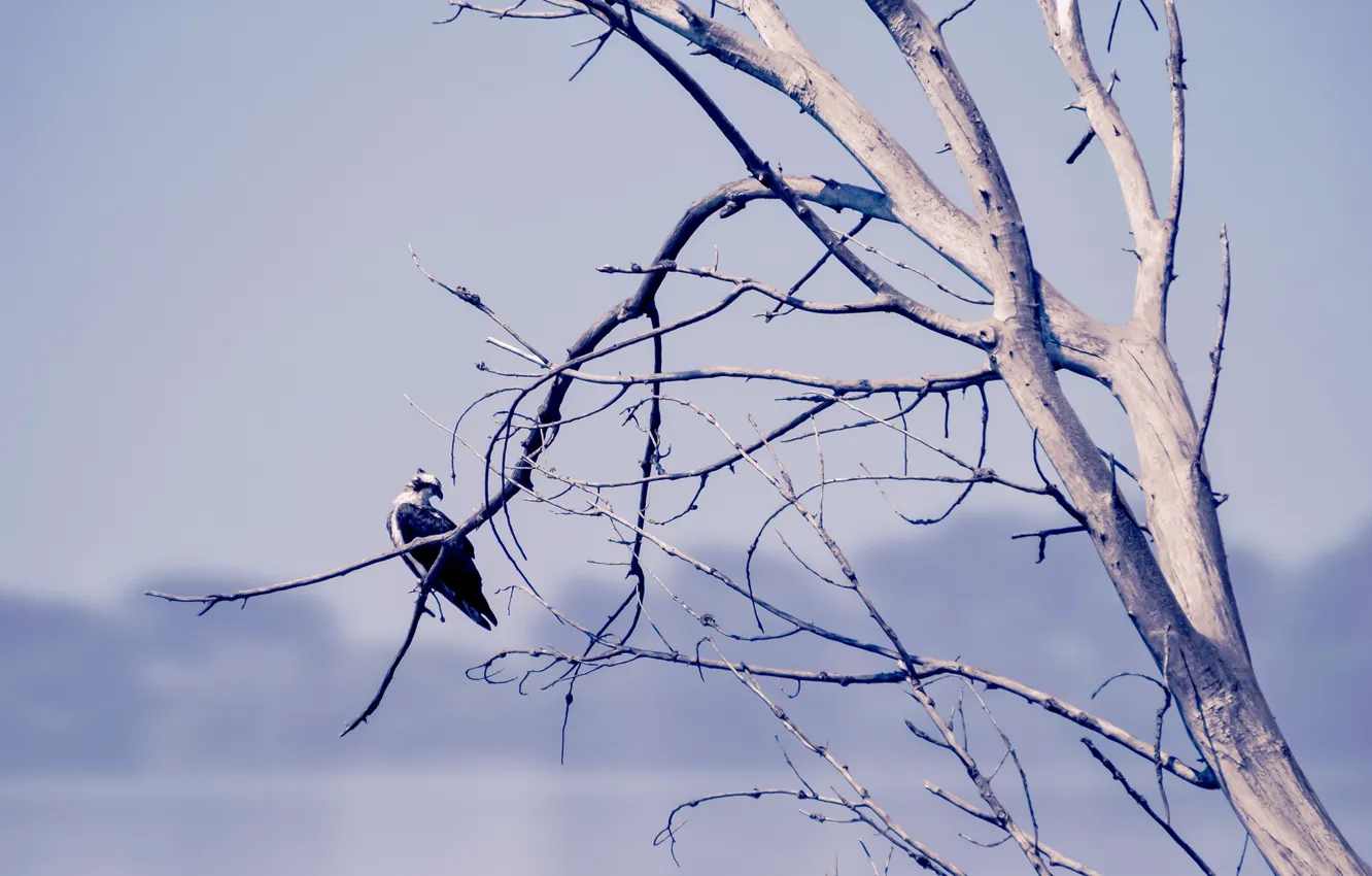 Фото обои природа, дерево, птица