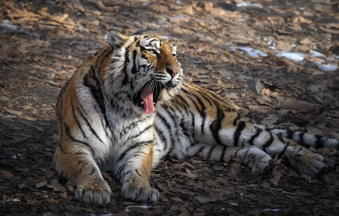 Фото обои природа, тигр, зверь