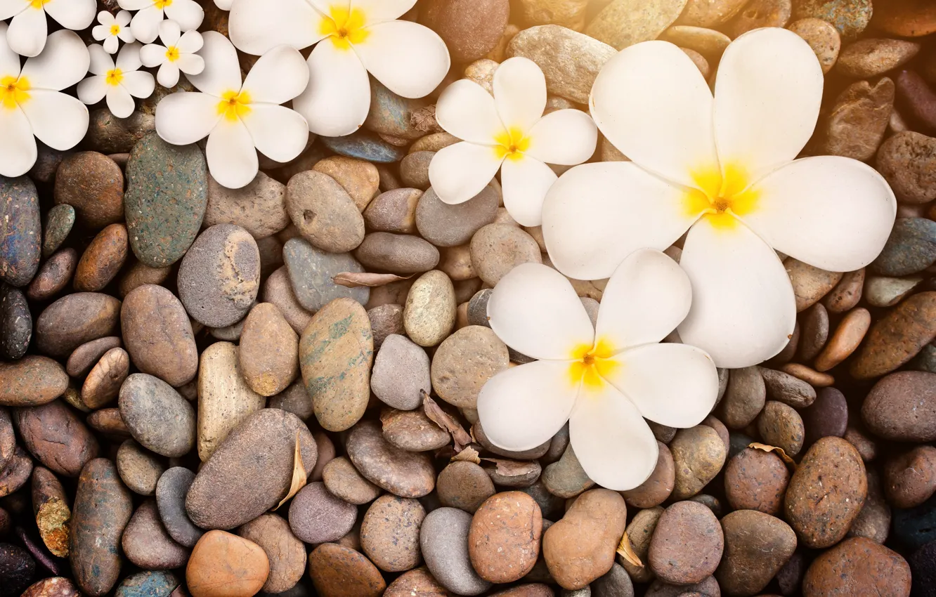 Фото обои камни, white, wood, flowers, плюмерия, plumeria