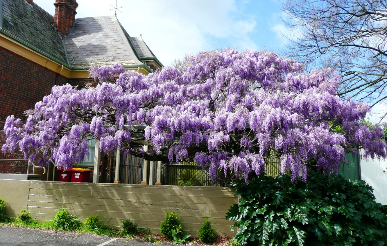 Фото обои цветы, дом, Violet, Глициния, Wisteria
