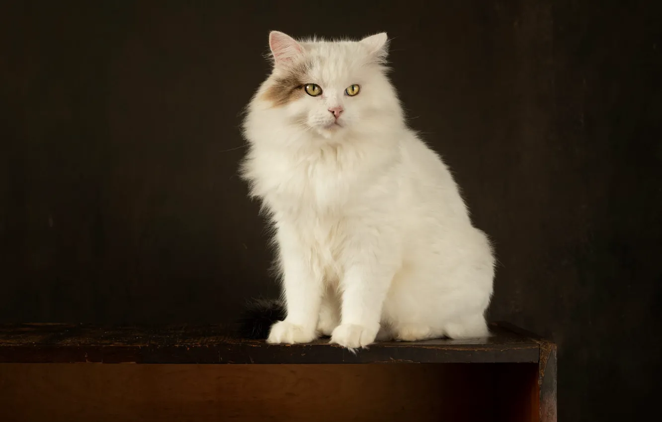 Фото обои кошка, кот, взгляд, поза, темный фон, стол, мордочка, белая