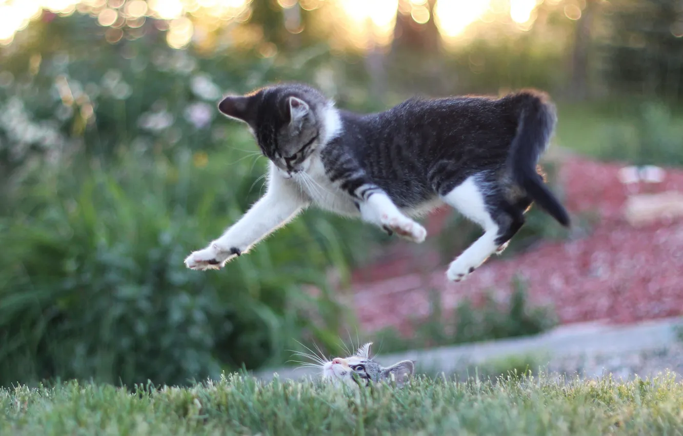Фото обои кошки, прыжок, игра, котята