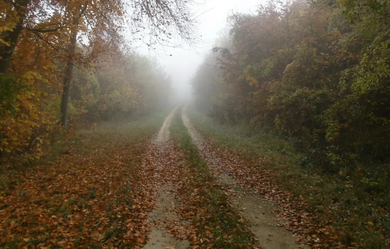 Фото обои туман, листва, Осень, дорожка, nature, autumn, leaves, fog