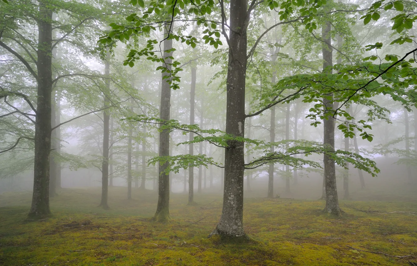 Фото обои лес, деревья, природа, туман, листва, май