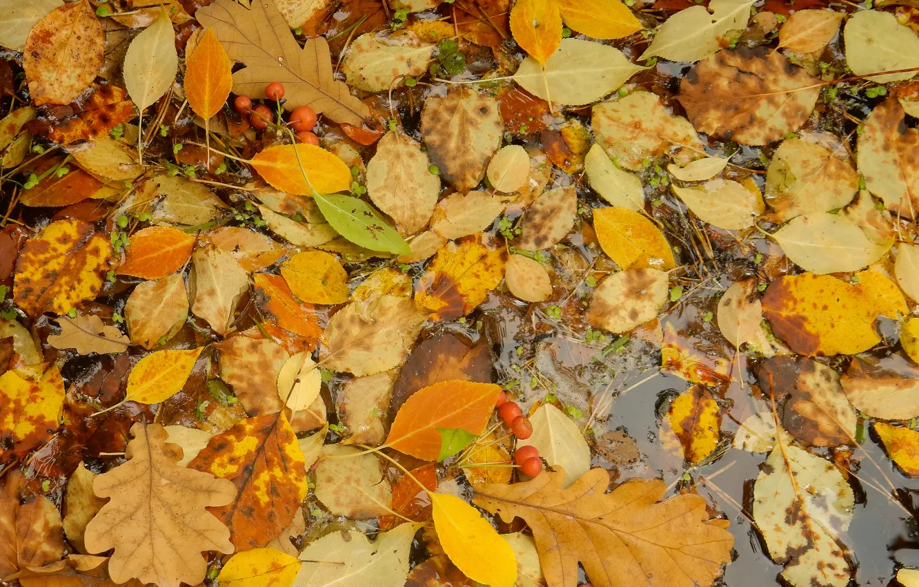 Фото обои осень, листья, природа, лист, ручей, widescreen, обои, wallpaper
