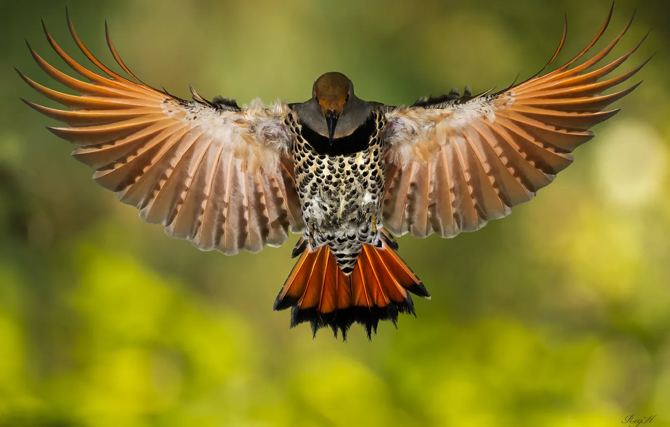 Фото обои птица, крылья, Золотой шилоклювый дятeл