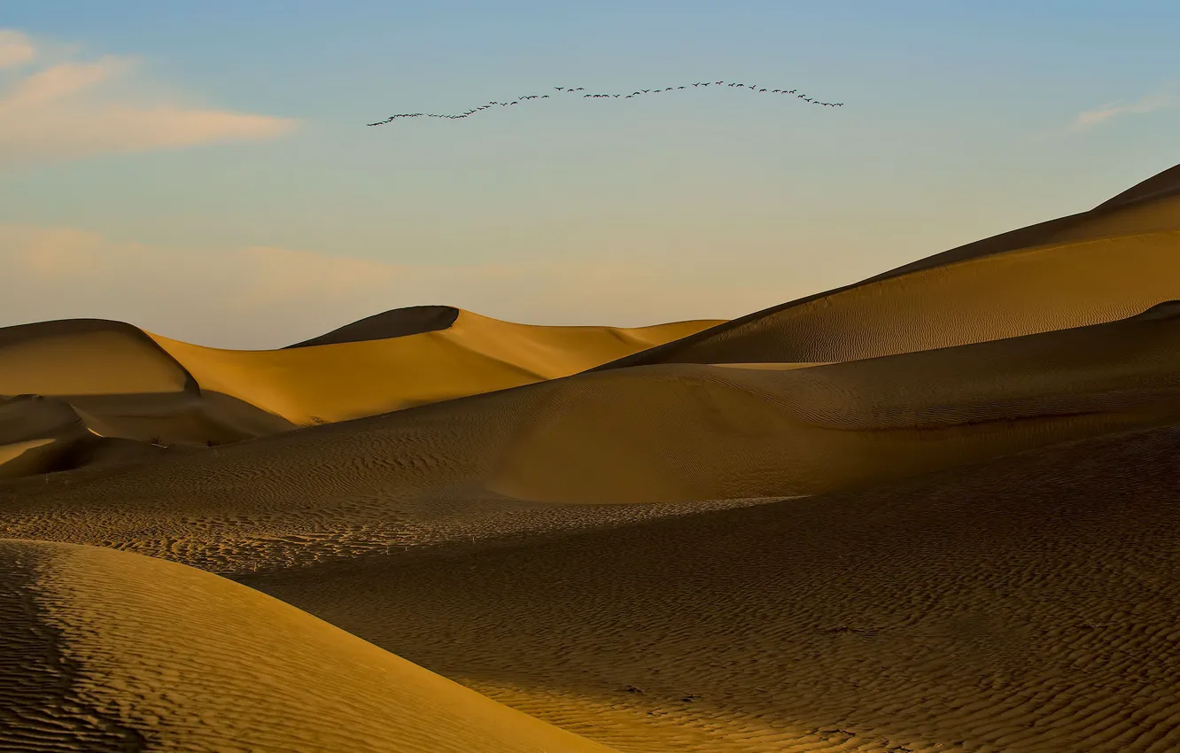 Фото обои птицы, пустыня, бархан