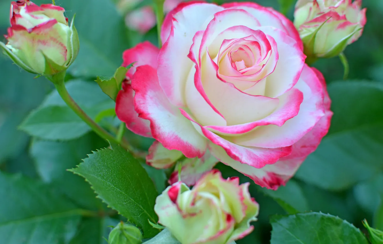Фото обои лето, роза, бутон, цветение, бело-розовая