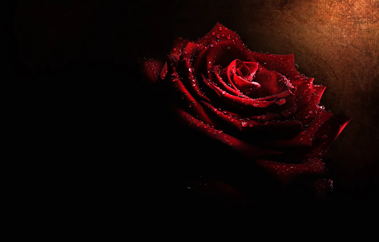 Фото обои цветок, капли, макро, свет, роза, бутон, черный фон, алая