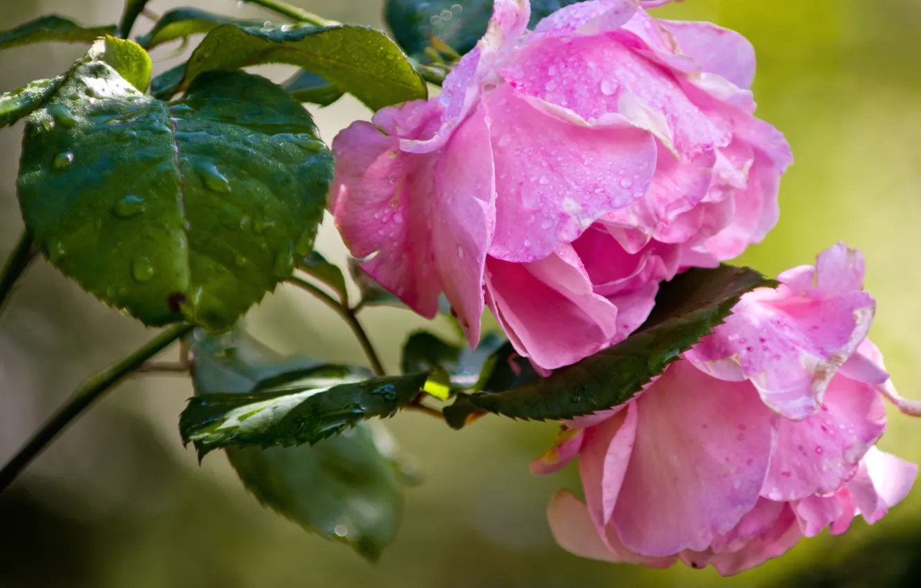 Фото обои розовый, розы, бутоны