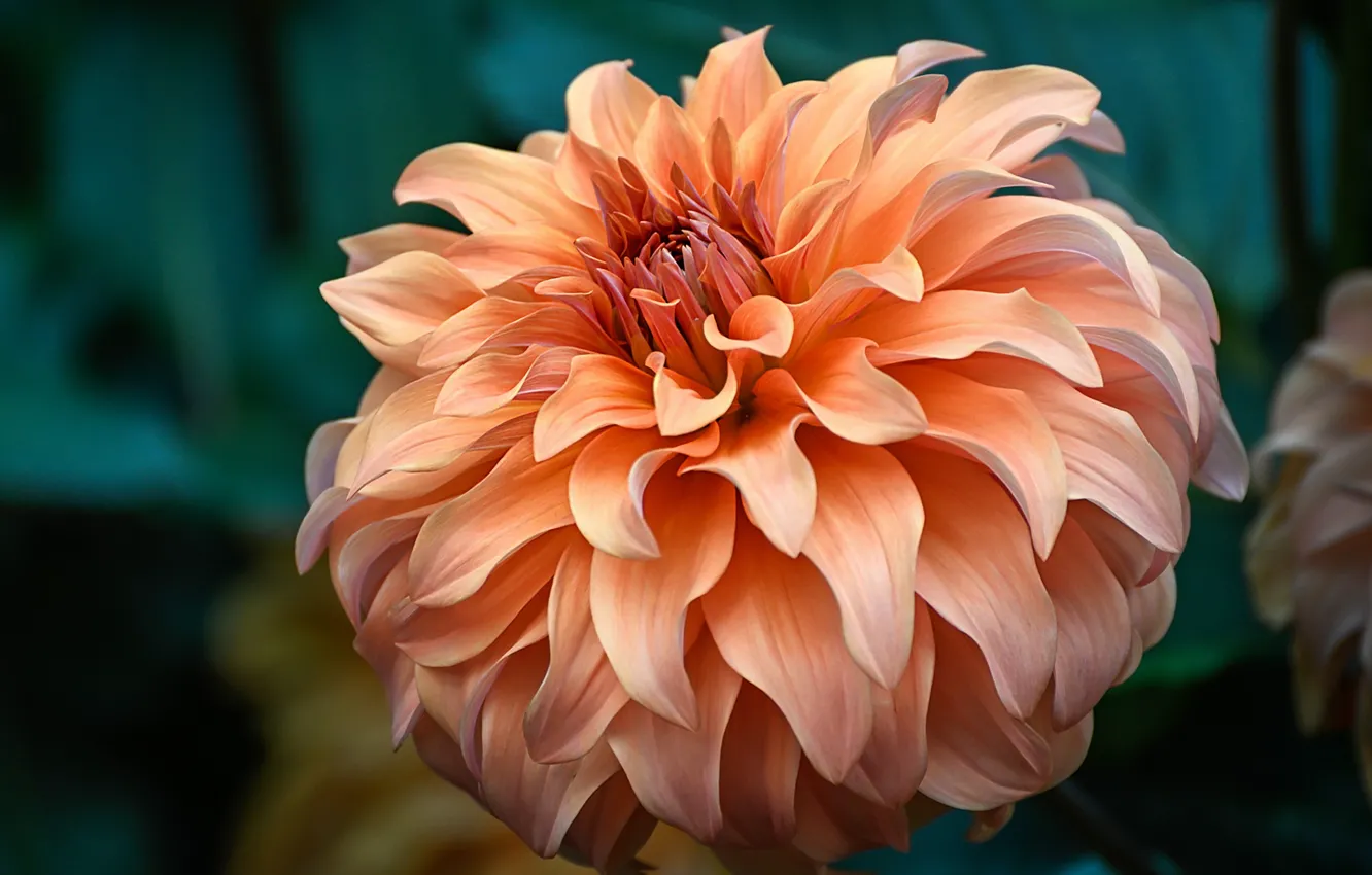 Фото обои цветок, макро, фон, оранжевая, георгина