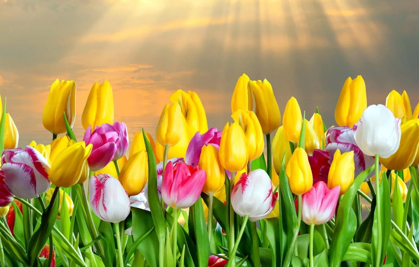 Фото обои лучи, весна, тюльпаны