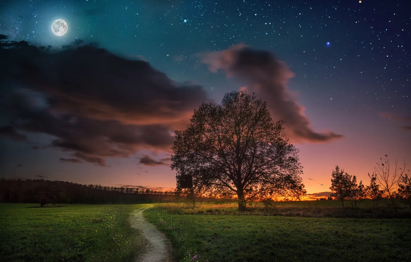 Фото обои небо, закат, ночь, дерево, луна, луг, дорожка, тропинка