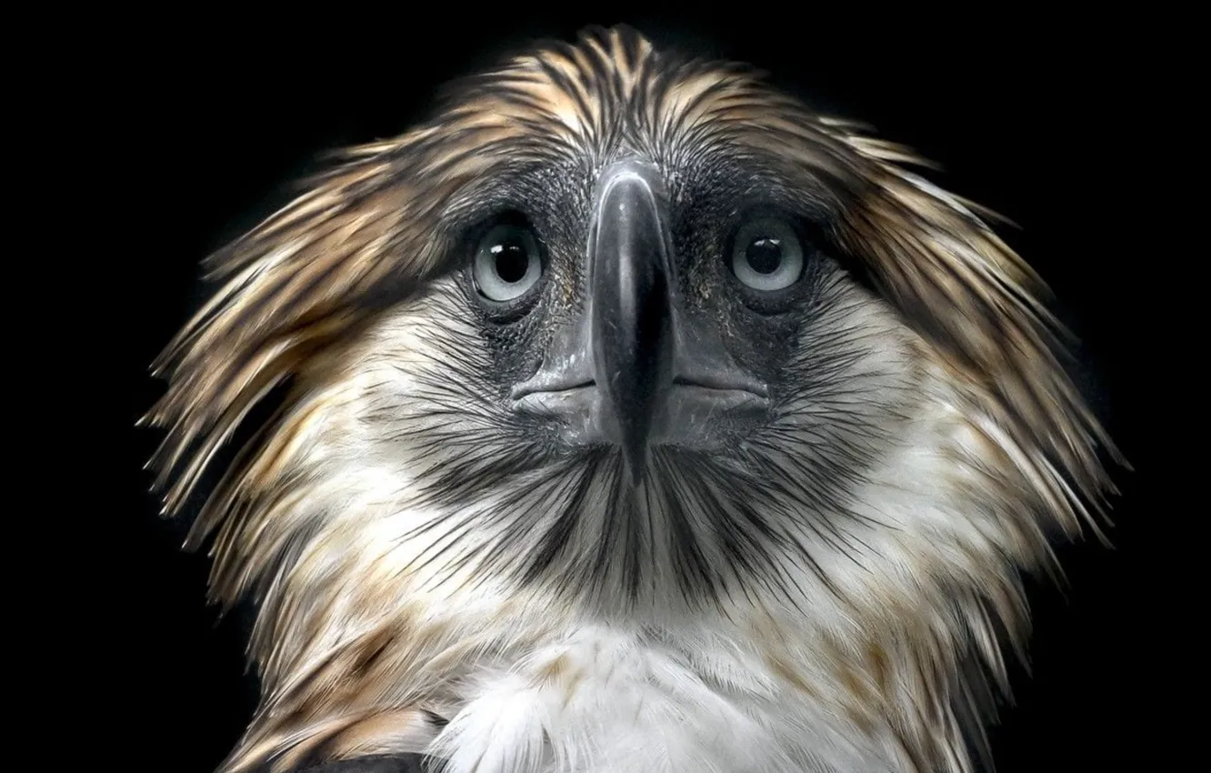 Фото обои bird, Philippine eagle, ..Background
