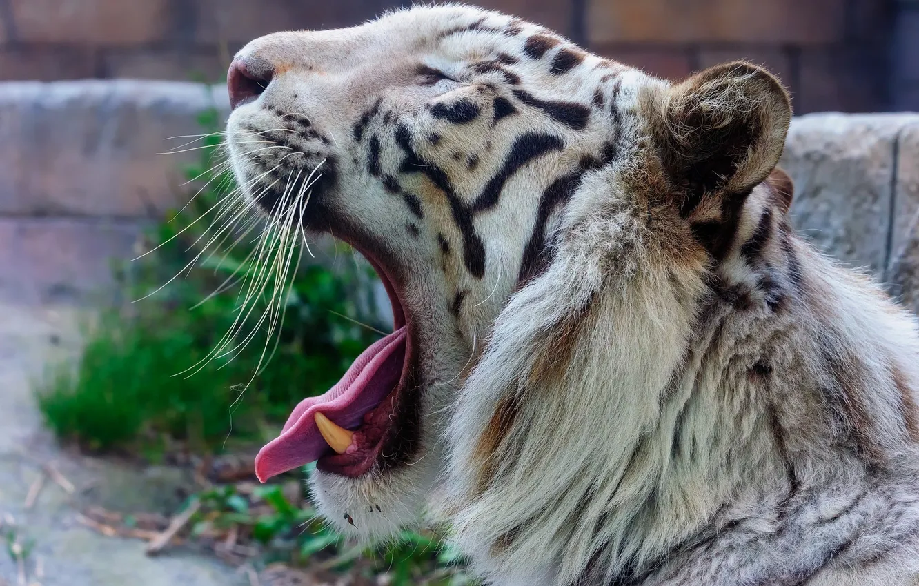 Фото обои морда, хищник, пасть, профиль, белый тигр, дикая кошка, зевает