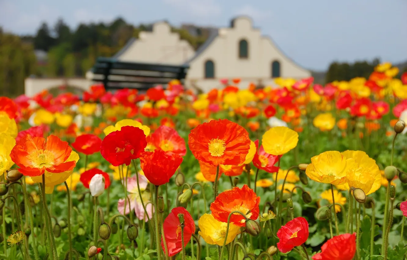Фото обои colorful, field, flowers, poppy, meadow