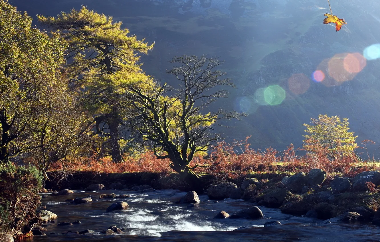 Фото обои листья, деревья, природа, река