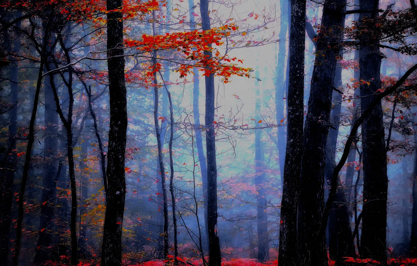 Фото обои осень, лес, Blue atmosphere