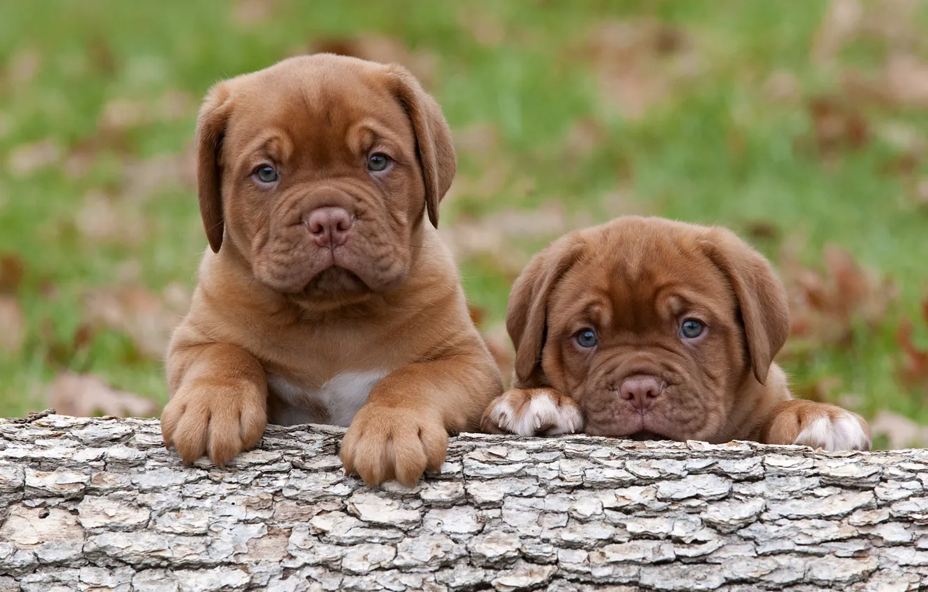 Фото обои собаки, щенки, малыши, Бордосский дог