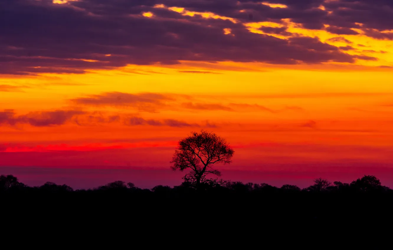 Фото обои природа, Закат, красота, одинокое дерево, Бразилия, Sunset, Beauty, Brazil