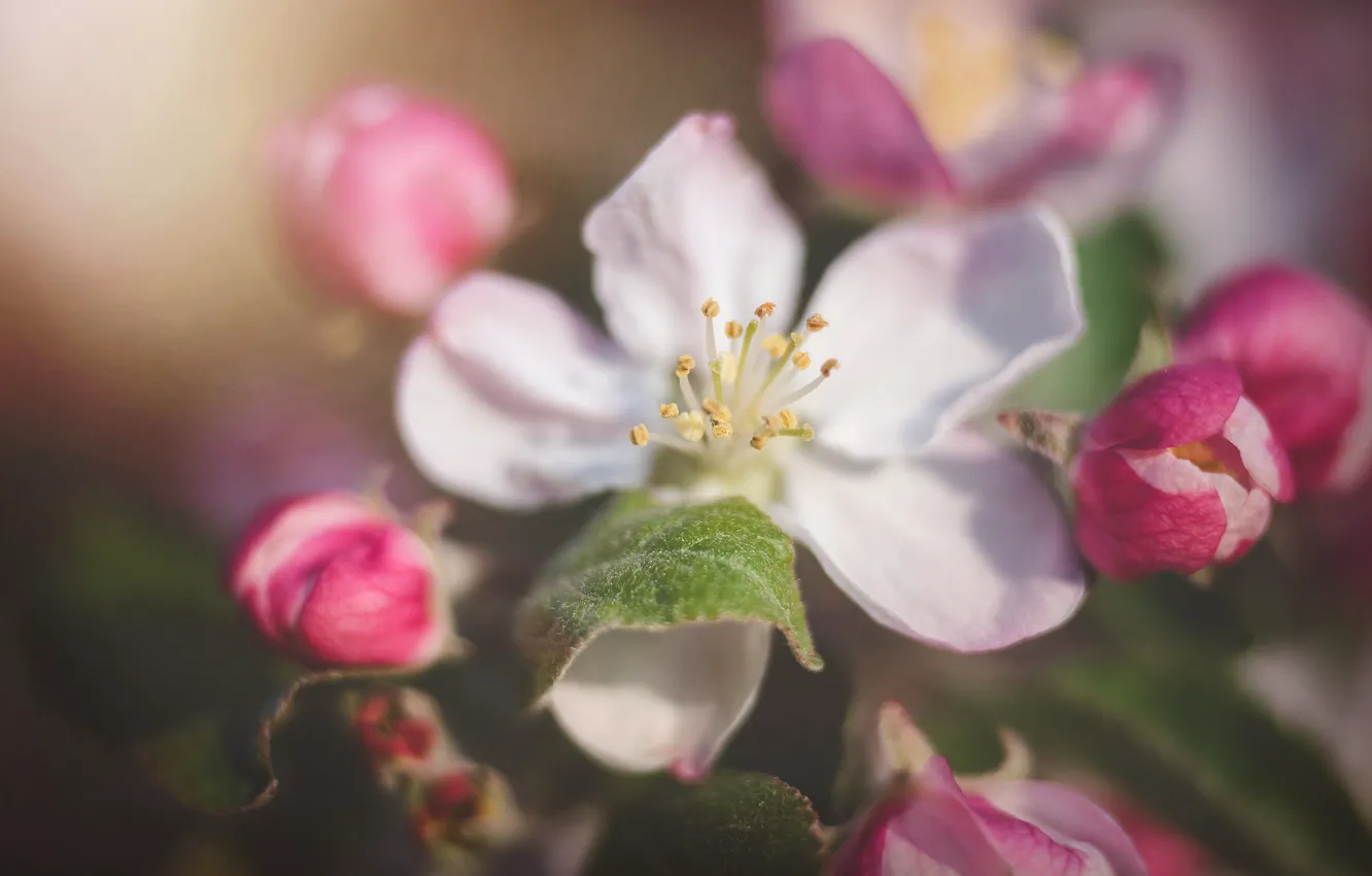 Фото обои цветок, макро, весна, лепестки, яблоня, бутоны, цветение