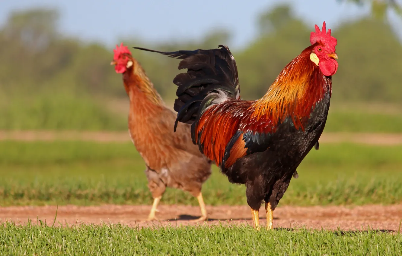 Фото обои птица, курица, парочка, петух