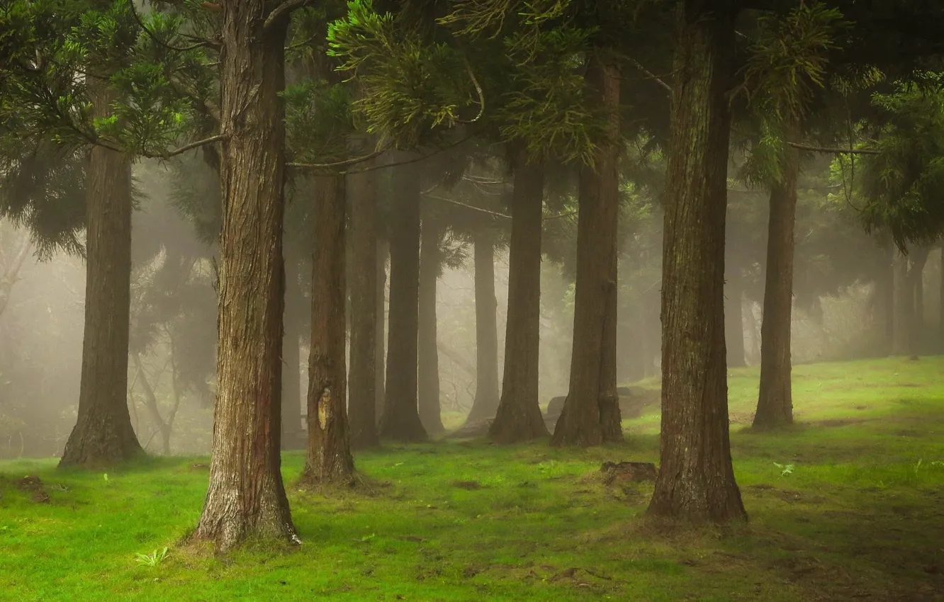 Фото обои лес, лето, туман