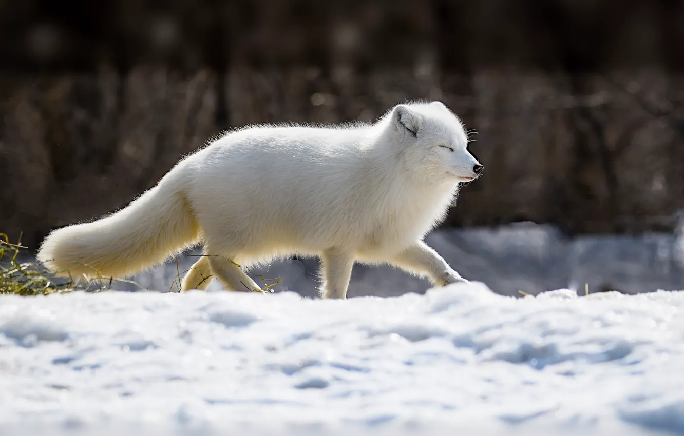 Фото обои зима, белый, снег, природа, сугробы, прогулка, песец, закрытые глаза