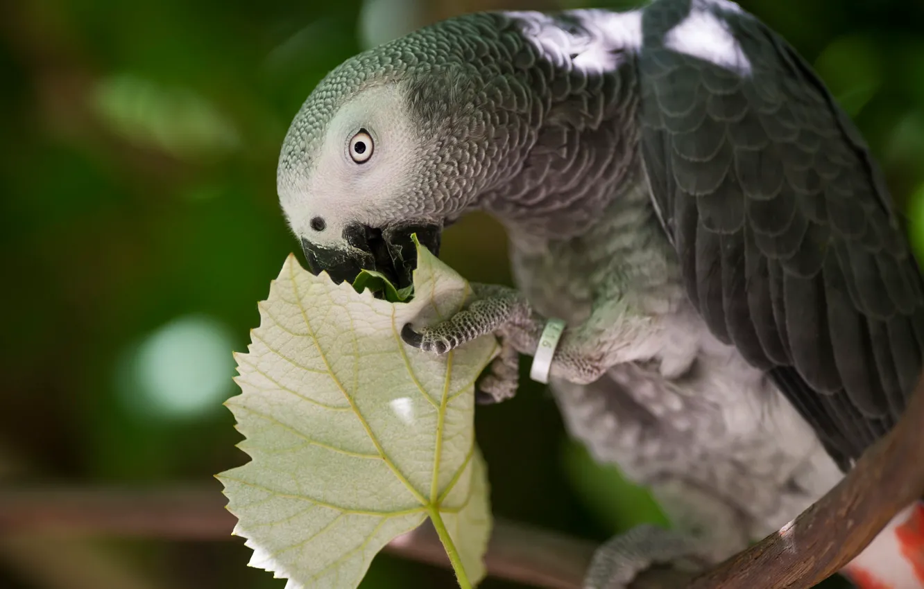 Фото обои ветки, поза, птица, листок, попугай, боке, жако