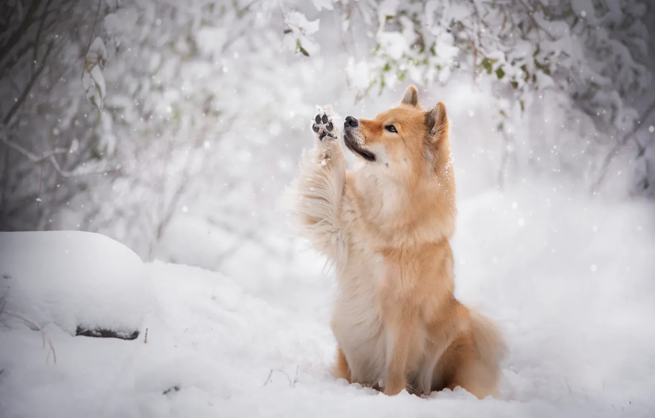 Фото обои зима, снег, ветки, собака, рыжая, снегопад, евразиер