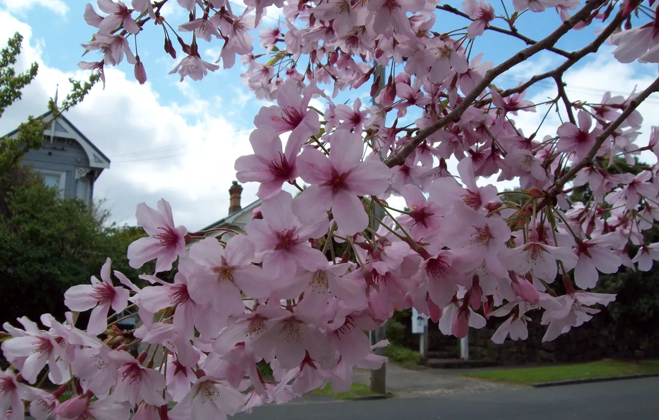 Фото обои весна, цветение, Spring, flowering