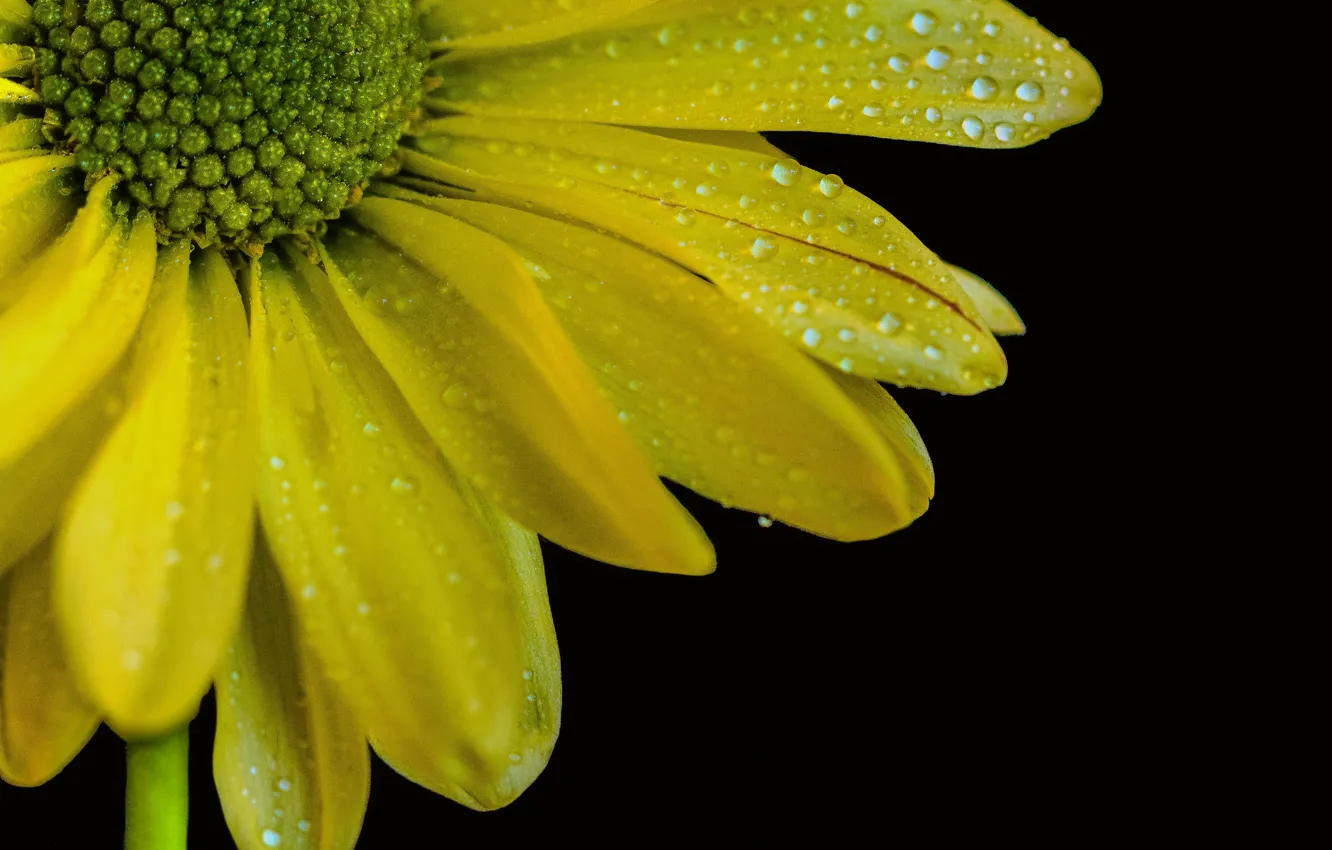 Фото обои Макро, Капли, Drops, Желтый цветок, Yellow flower