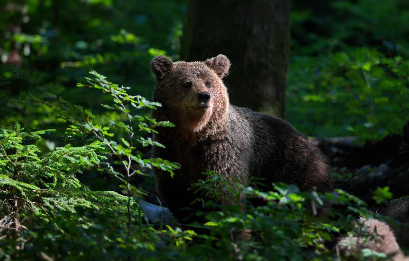 Фото обои лес, медведь, Александр Перов