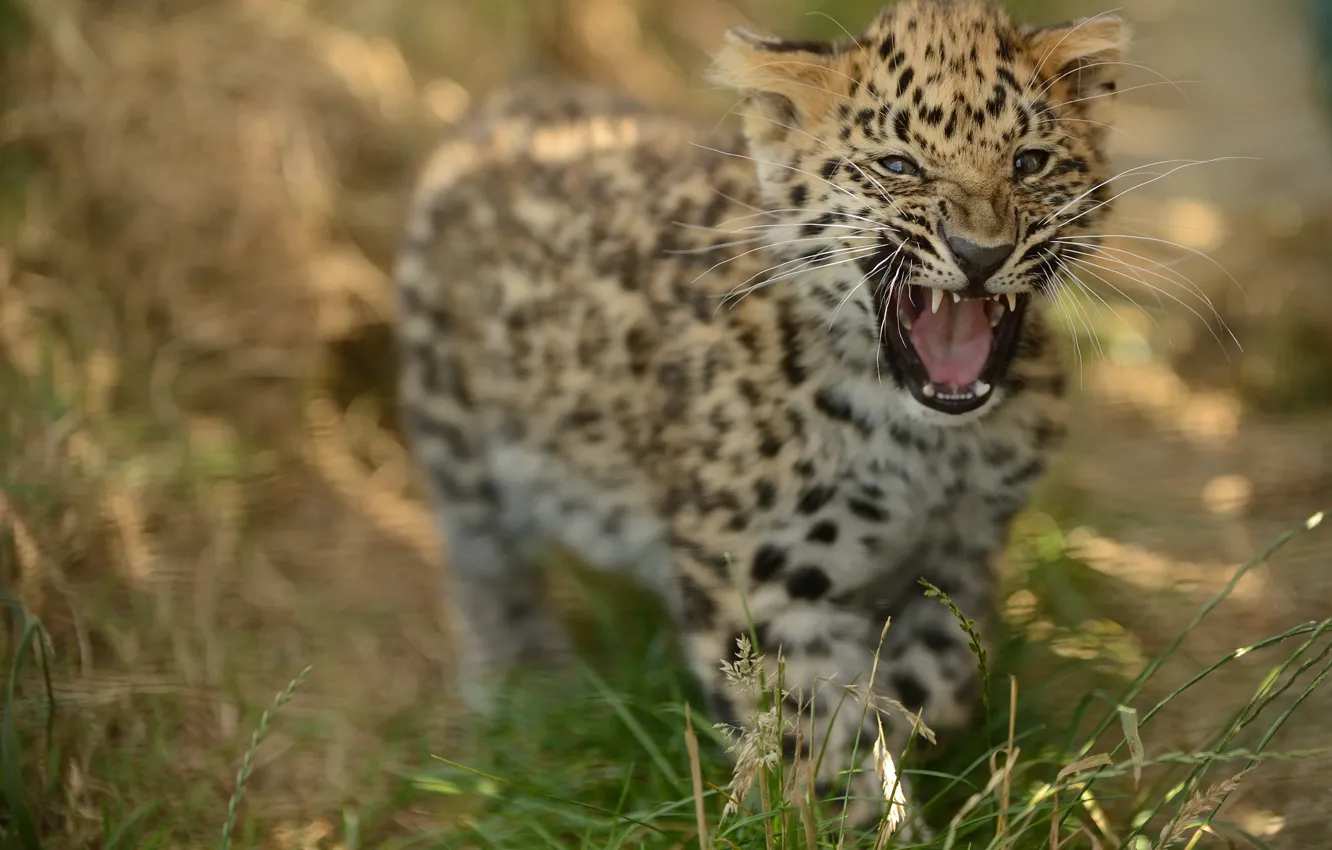 Фото обои детёныш, котёнок, рык, амурский леопард, © Anne-Marie Kalus