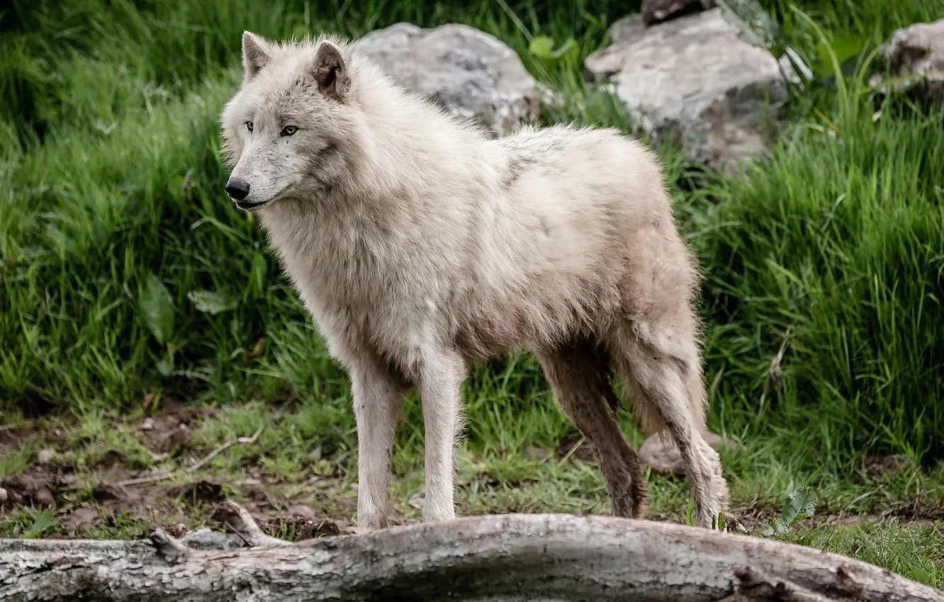 Фото обои поза, хищник, мех, красавец, белый волк