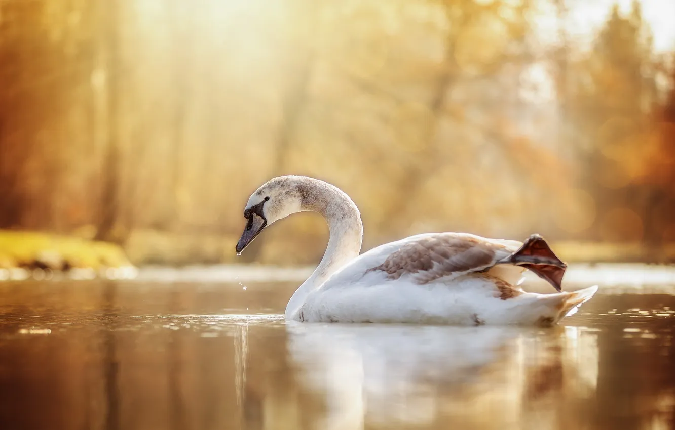 Фото обои природа, озеро, птица, лебедь