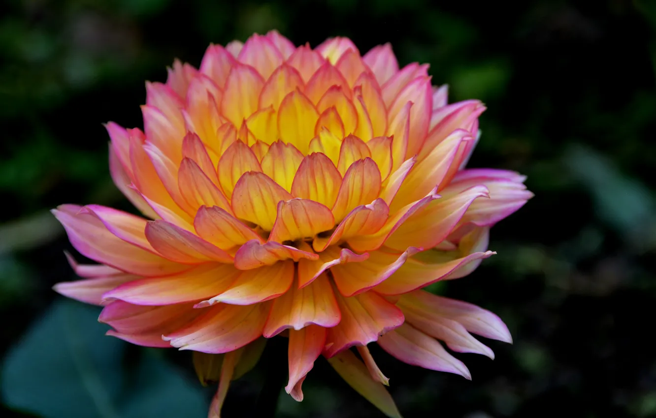 Фото обои цветок, макро, Flower, macro